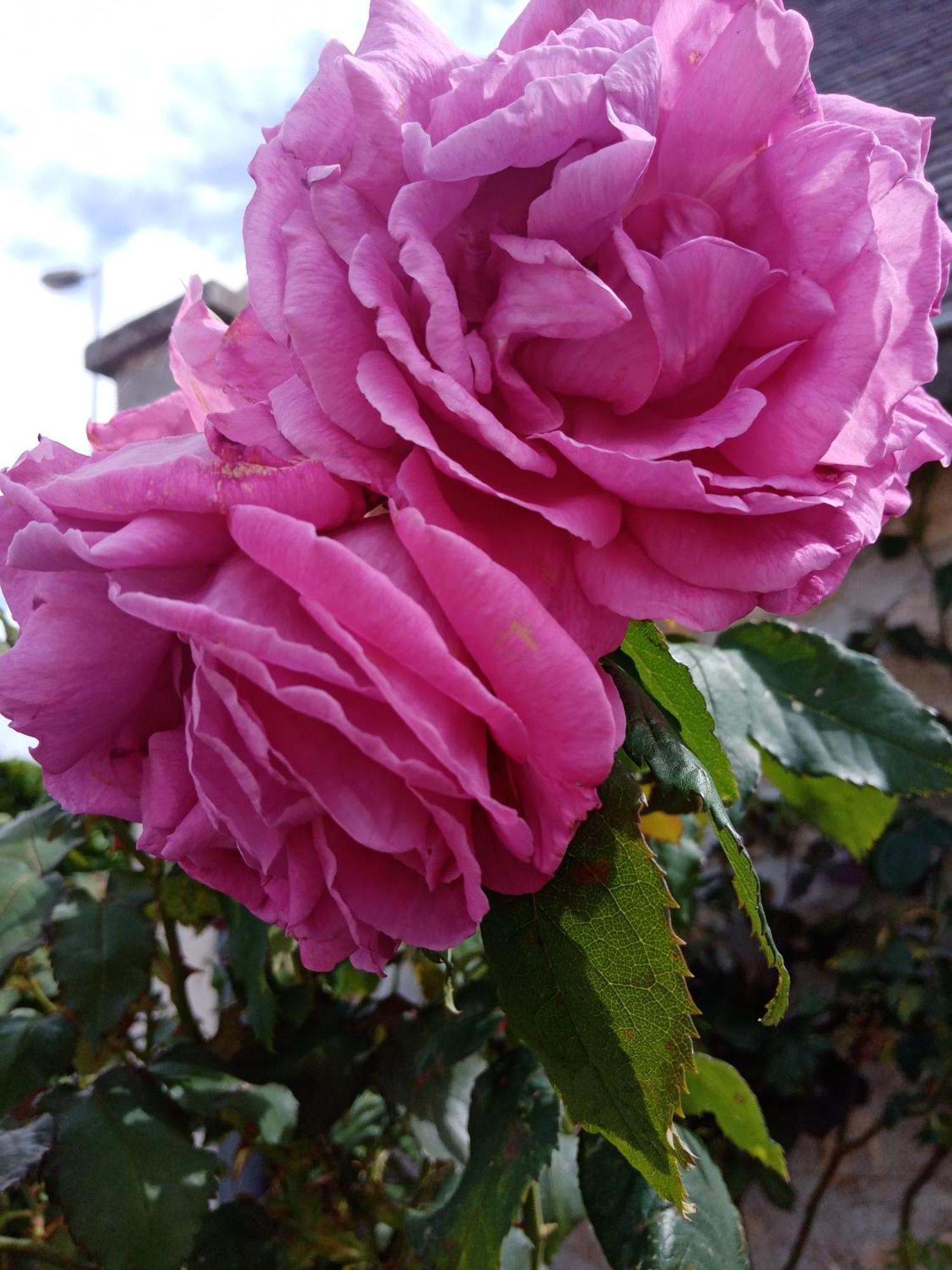Bed and Breakfast Rose Garden Bayeux Exteriér fotografie